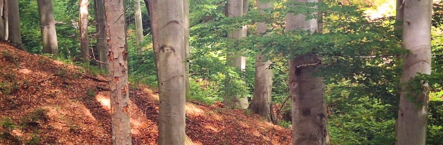 Habitats and game species in the Carpathian Basin